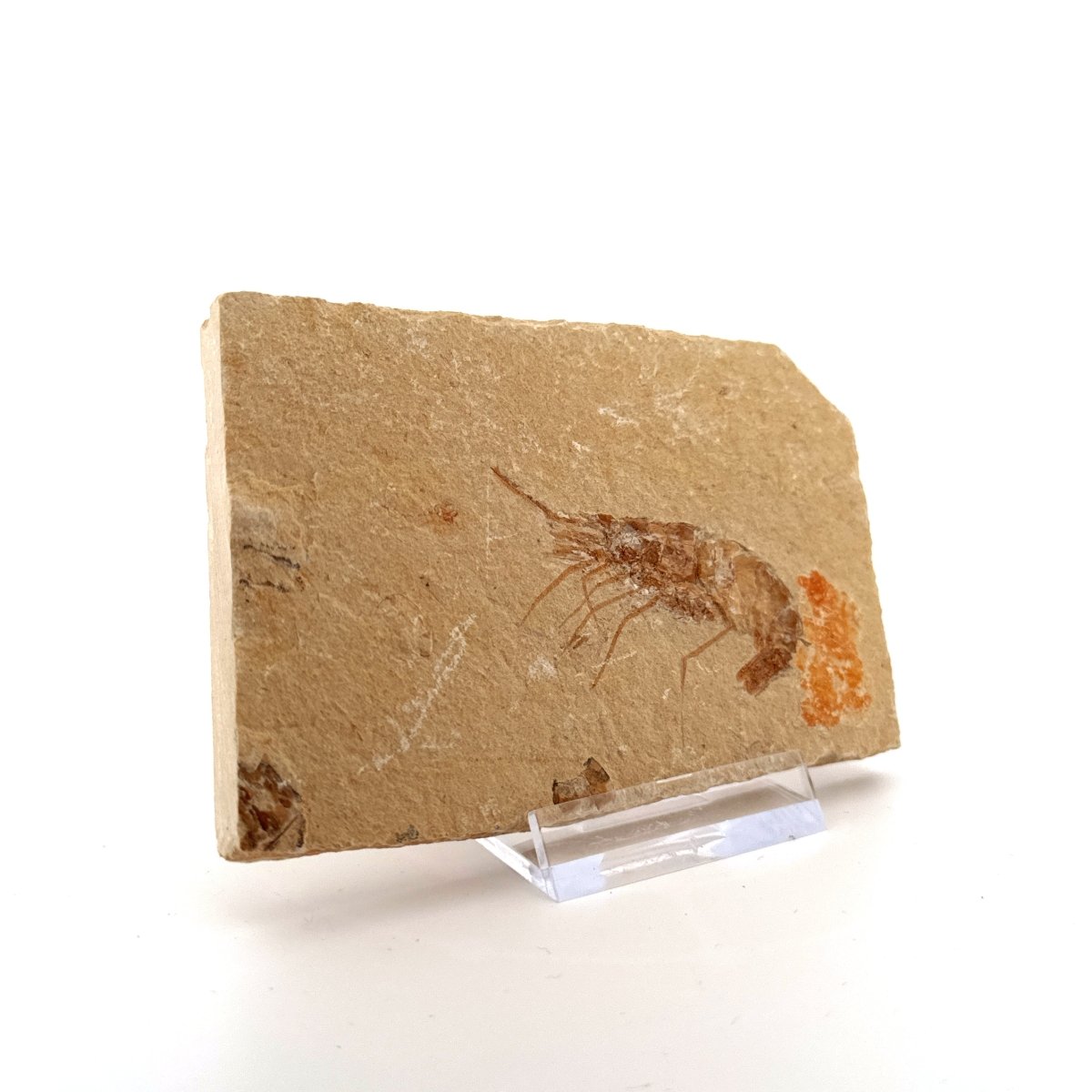 Carpopenaeus Callirostris fossil shrimp on matrix (1.94") - Cretaceous, Lebanon - FossilsAndMore