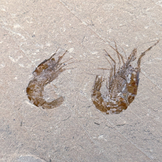 Carpopenaeus Callirostris, Fossil shrimps on matrix (1.36") from Lebanon - FossilsAndMore