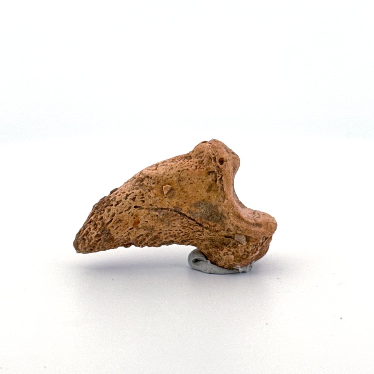 Cave Bear Claw (Ursus spelaeus), Distal phalanx Fossil (1.43") from Pleistocene, Romania - FossilsAndMore
