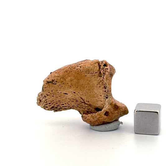 Cave Bear Claw (Ursus spelaeus), Distal phalanx Fossil (1.46") from Pleistocene, Romania - FossilsAndMore