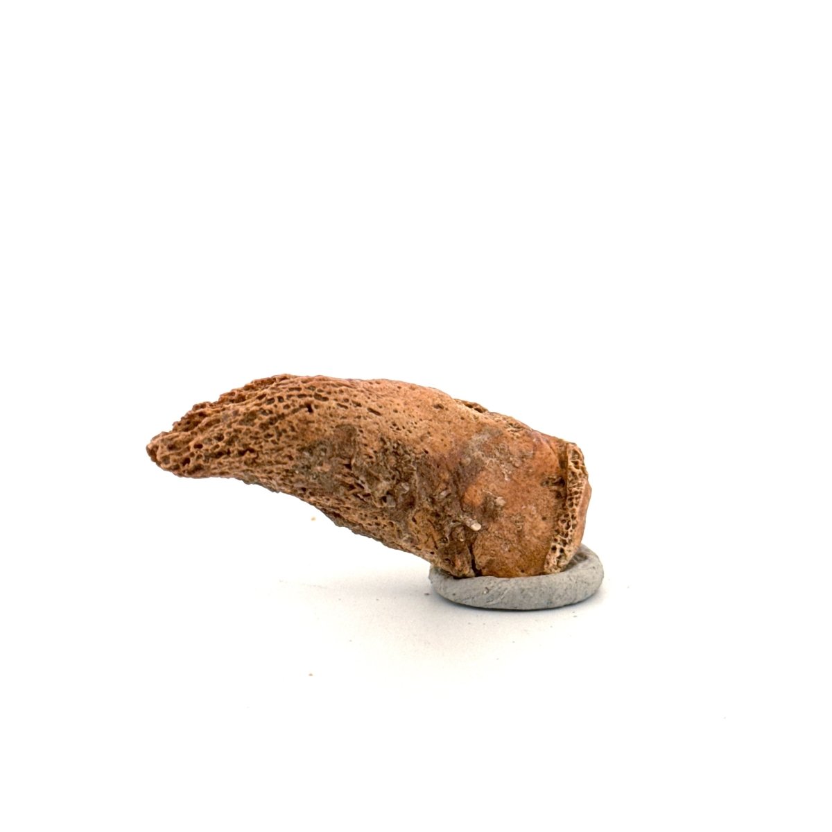 Cave Bear Claw (Ursus spelaeus), Distal phalanx Fossil (1.84") from Pleistocene, Romania - FossilsAndMore