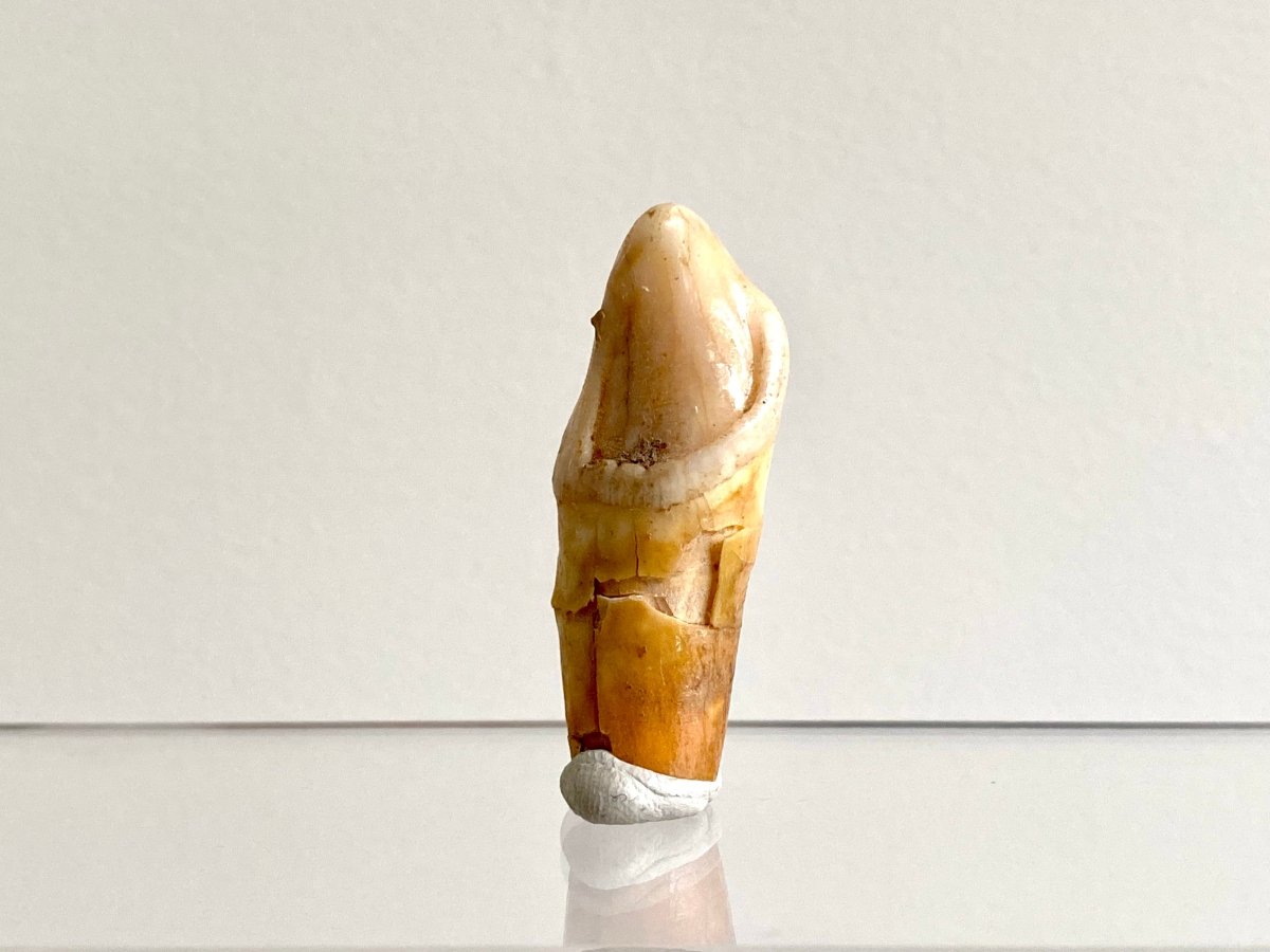 Cave Bear incisor fossil from Rumania, Ursus Spelaeus (1.75") - FossilsAndMore