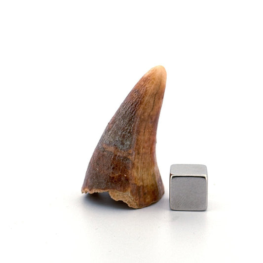 Cave Bear (Ursus spelaeus) canine from pleistocene, Rumania (1.60") - FossilsAndMore