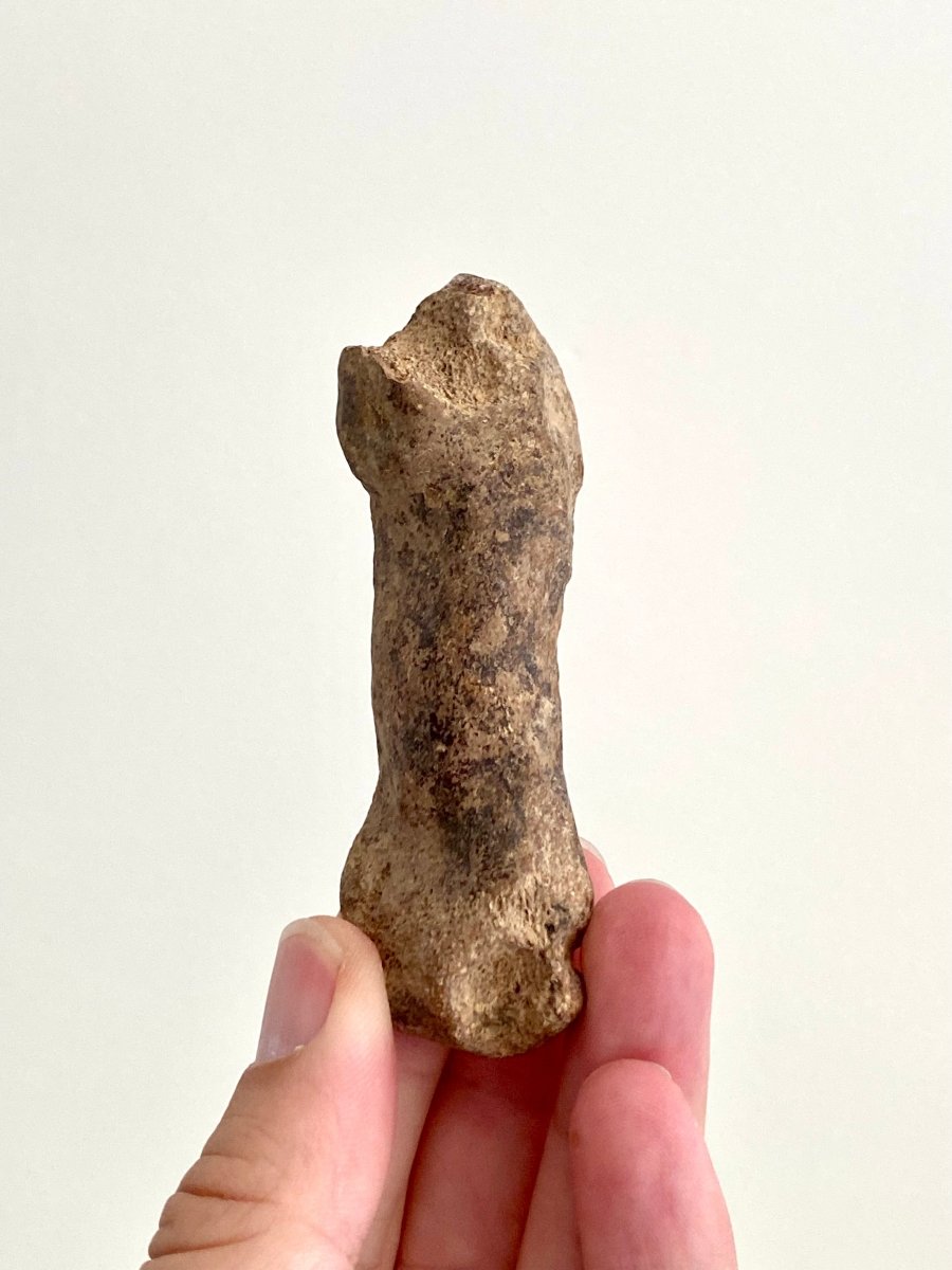 Cave Bear (Ursus spelaeus) Metacarpal Fossil (3.40"), Pleistocene, Romania - FossilsAndMore