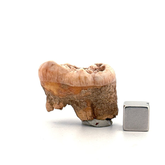Cave Bear (Ursus spelaeus) molar from pleistocene, Rumania | 1.17" - FossilsAndMore