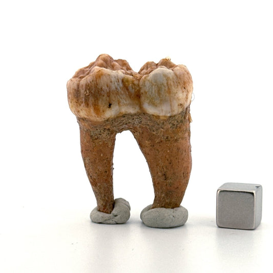 Cave Bear (Ursus spelaeus) molar from pleistocene, Rumania | 1.65" - FossilsAndMore