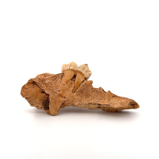 Cave Bear (Ursus spelaeus) molar on jaw fragment from pleistocene, Rumania (3.75") - FossilsAndMore