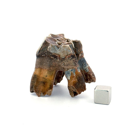 Coelodonta antiquitatis, Woolly Rhinoceros Molar (1.70") from Pleistocene, Siberia - FossilsAndMore