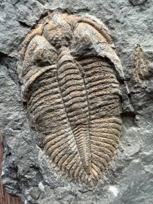 Coronocephalus species Trilobite Fossil from Silurian Period, China - FossilsAndMore