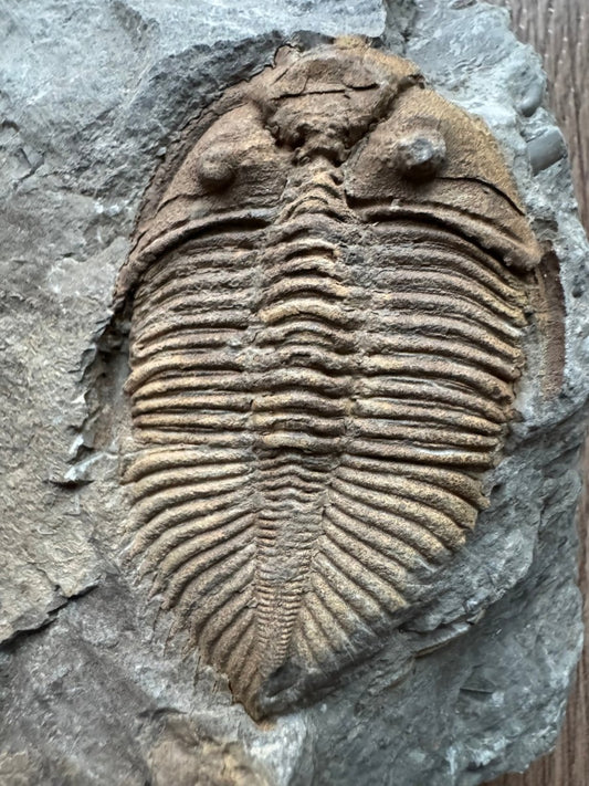Coronocephalus species Trilobite Fossil from Silurian Period, China - FossilsAndMore