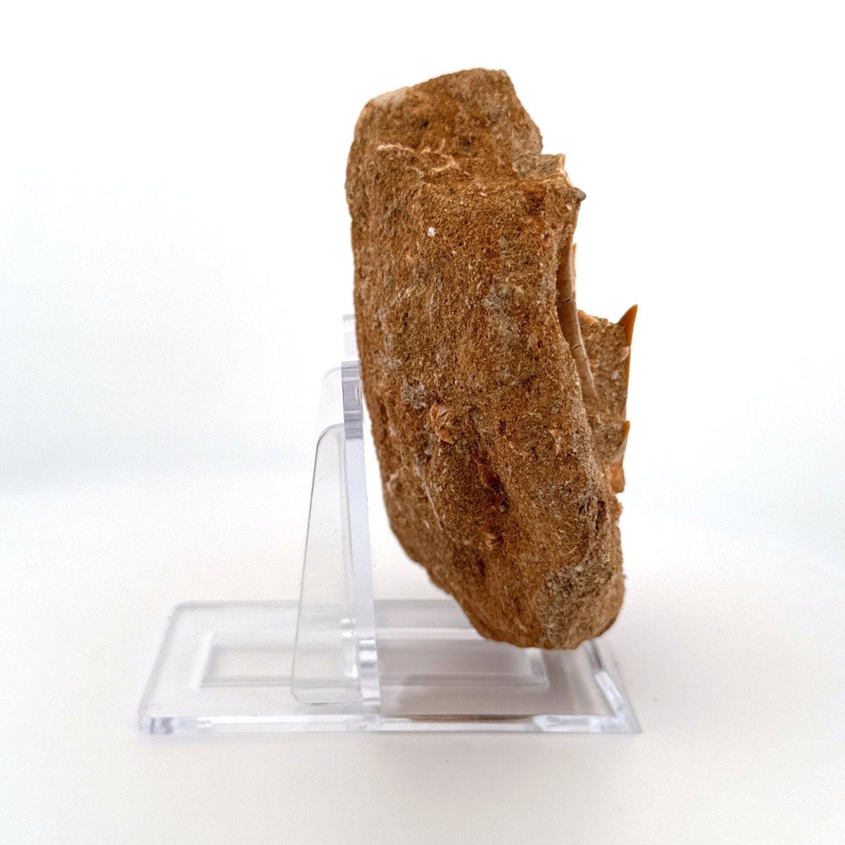 Cretolamna and Sand Tiger Shark Teeth with Vertebra on Matrix – Cretaceous, Morocco - FossilsAndMore