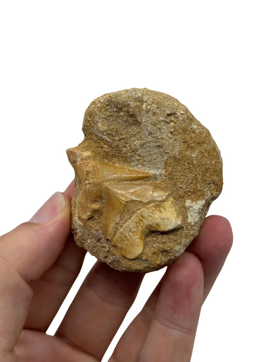 Cretolamna and Squalicorax pristodontus Shark Tooth on Matrix from Cretaceous, Morocco - FossilsAndMore