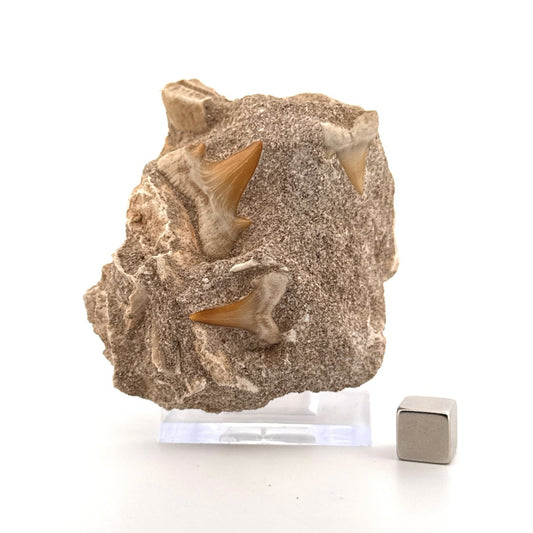 Cretolamna Shark Teeth and Rhombodus species Ray Teeth on Matrix from Cretaceous, Morocco - FossilsAndMore