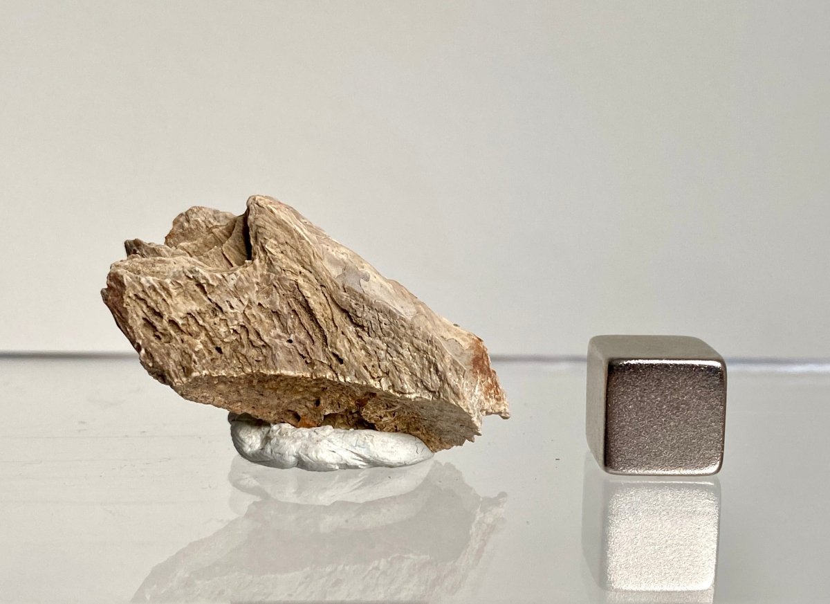 Crocodile Dermal Scute (1.38") - Cretaceous, Hell Creek Formation, USA - FossilsAndMore