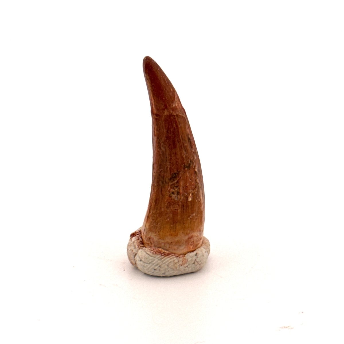 Crocodile species Fossil tooth from Morocco (1.11") - FossilsAndMore