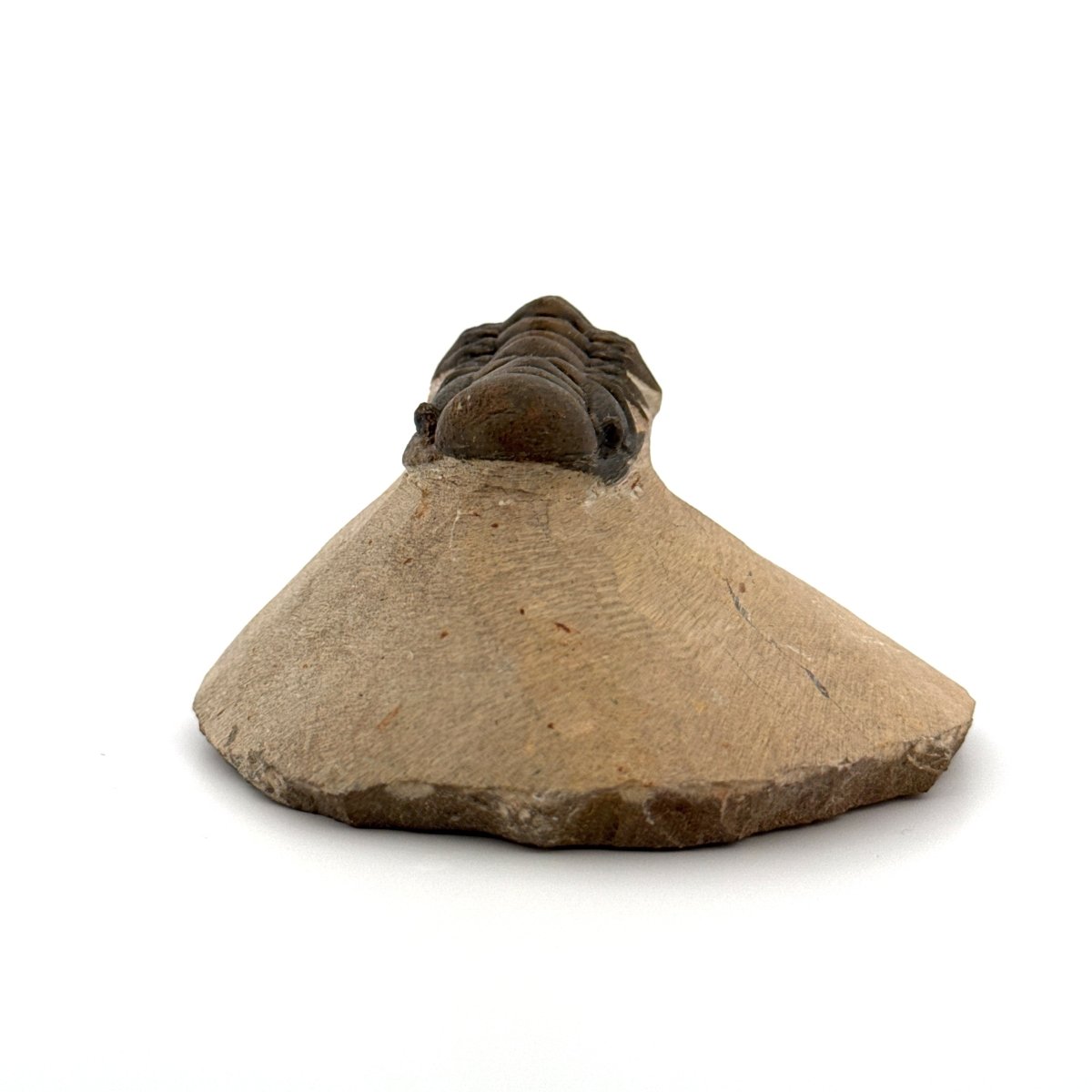 Crotalocephalus Gibbus Trilobite Fossil (2.42") - Devonian Period, Morocco - FossilsAndMore