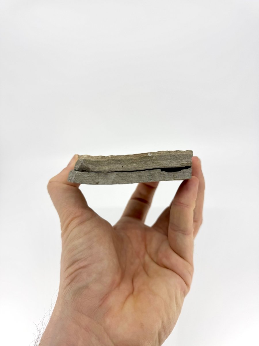 Dapalis macrurus Fossil Fish (2.80"), negative and positive from France - FossilsAndMore