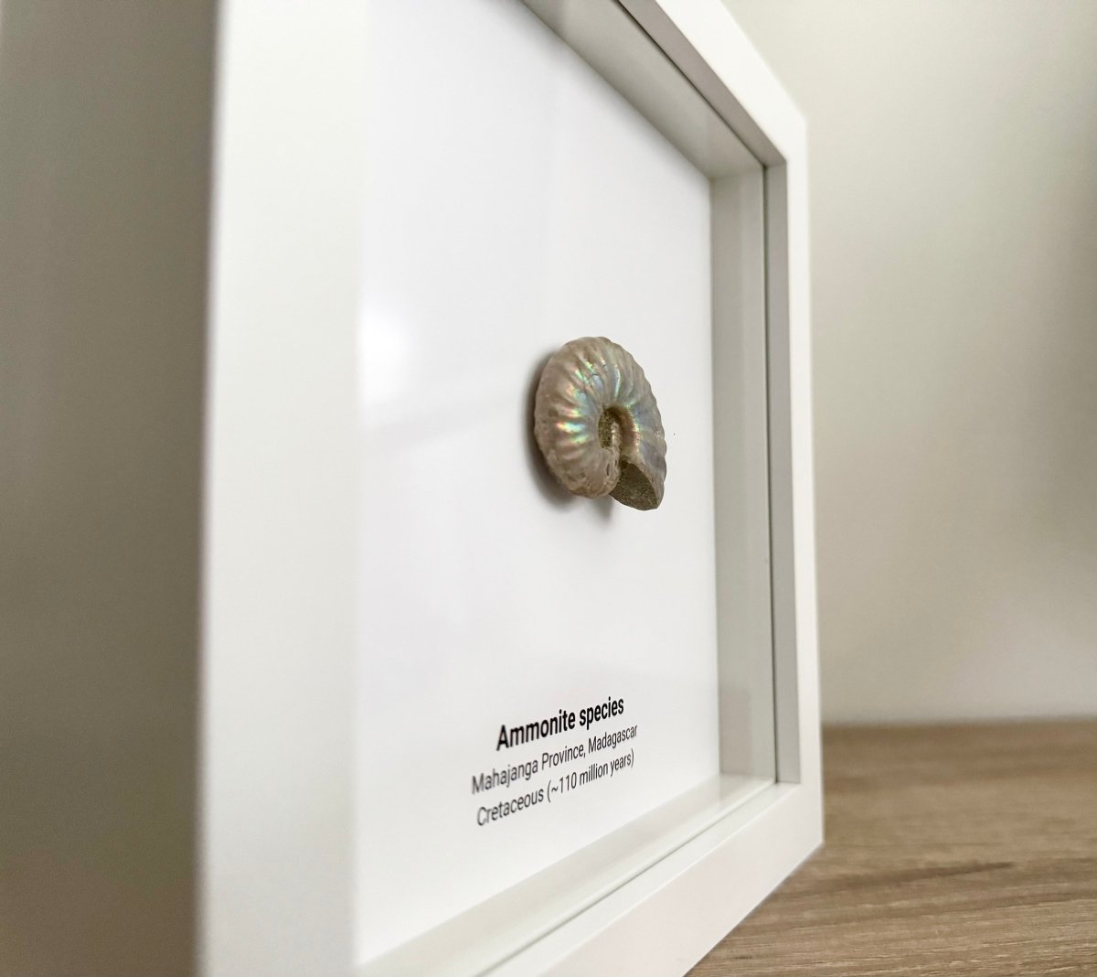 Decorative Ammonite Fossil in picture frame - FossilsAndMore