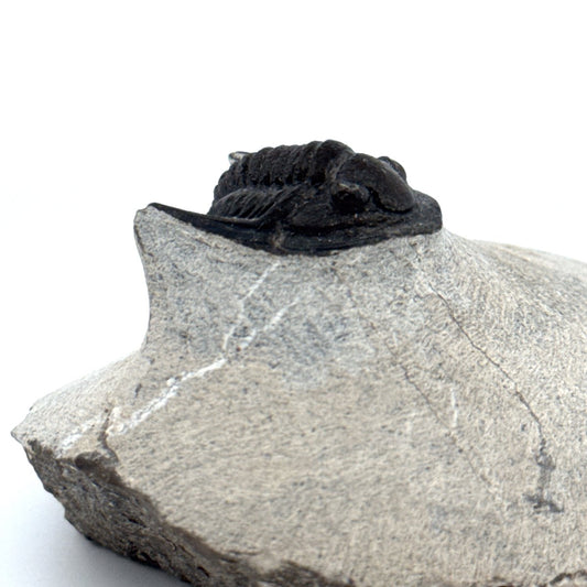 Devonian Proetid Trilobite from Morocco | 1" - FossilsAndMore