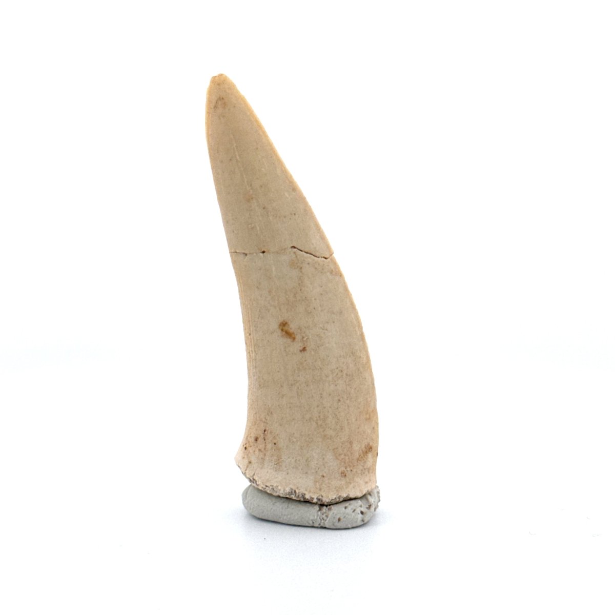 Enchodus libycus Fish Tooth Fossil (2.25") – Late Cretaceous, Morocco - FossilsAndMore