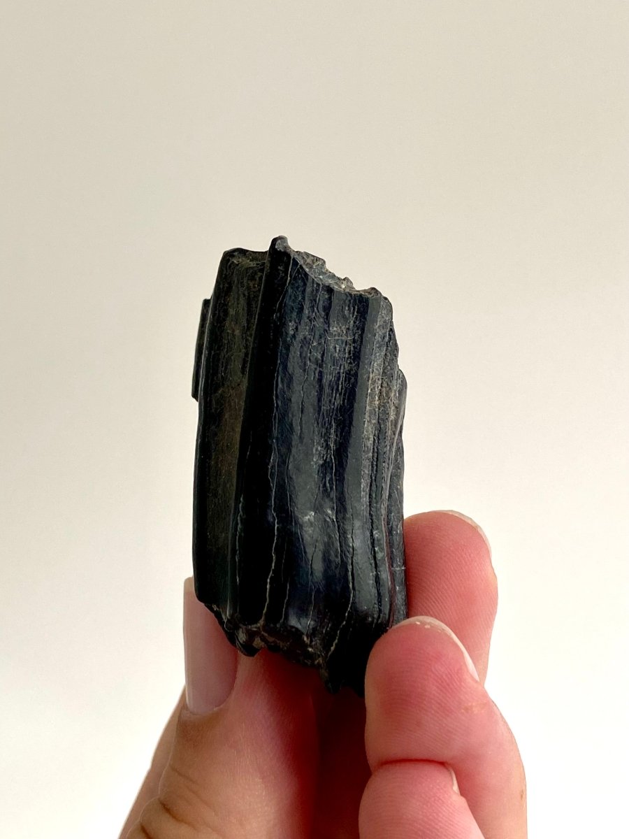 Equus species, Pleistocene Horse Tooth from South Carolina (2.06") - FossilsAndMore