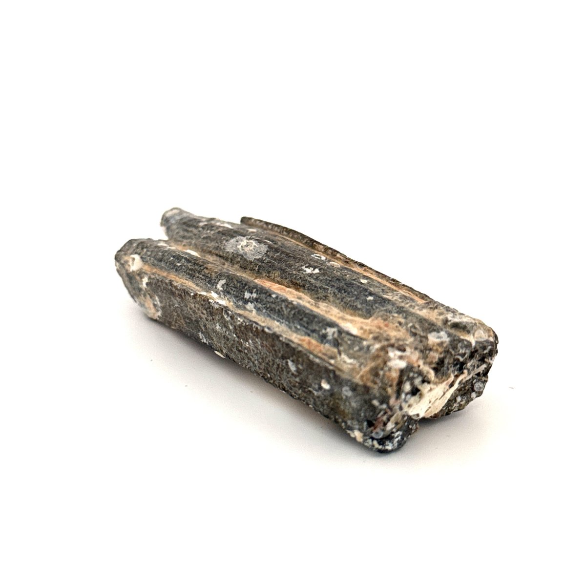 Equus species Tooth Fossil from South Carolina, USA - FossilsAndMore