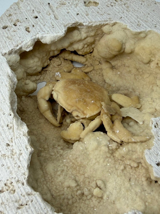 Exceptional Potamon Fossil Crab on Travertine Matrix (2.50") from Pleistocene, Turkey - FossilsAndMore