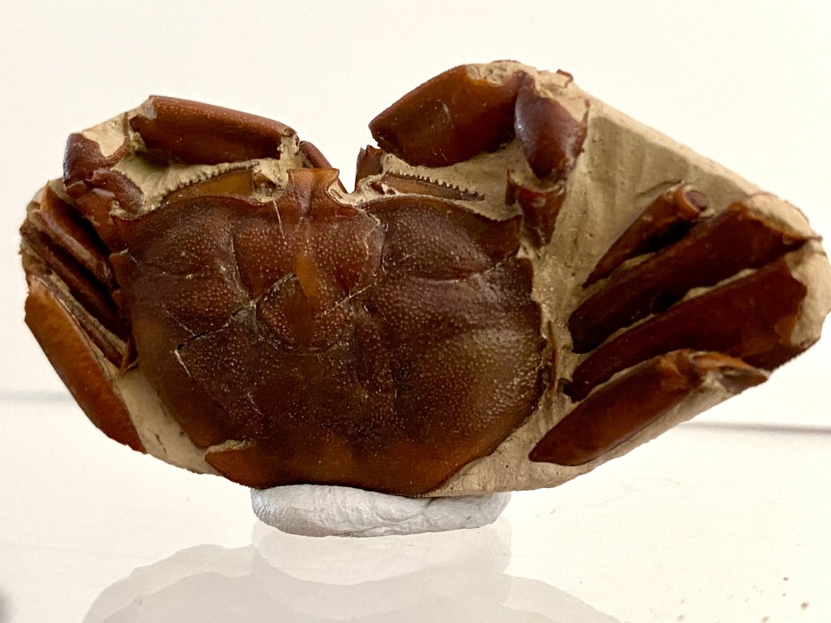 Fine Crab fossil (Macrophthalmus sp) - Pleistocene period, China (2.20") - FossilsAndMore