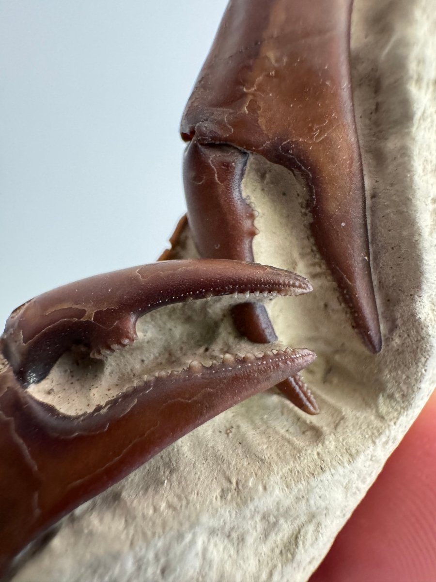 Fine Crab fossil (Macrophthalmus sp) - Pleistocene period, China (2.93") - FossilsAndMore