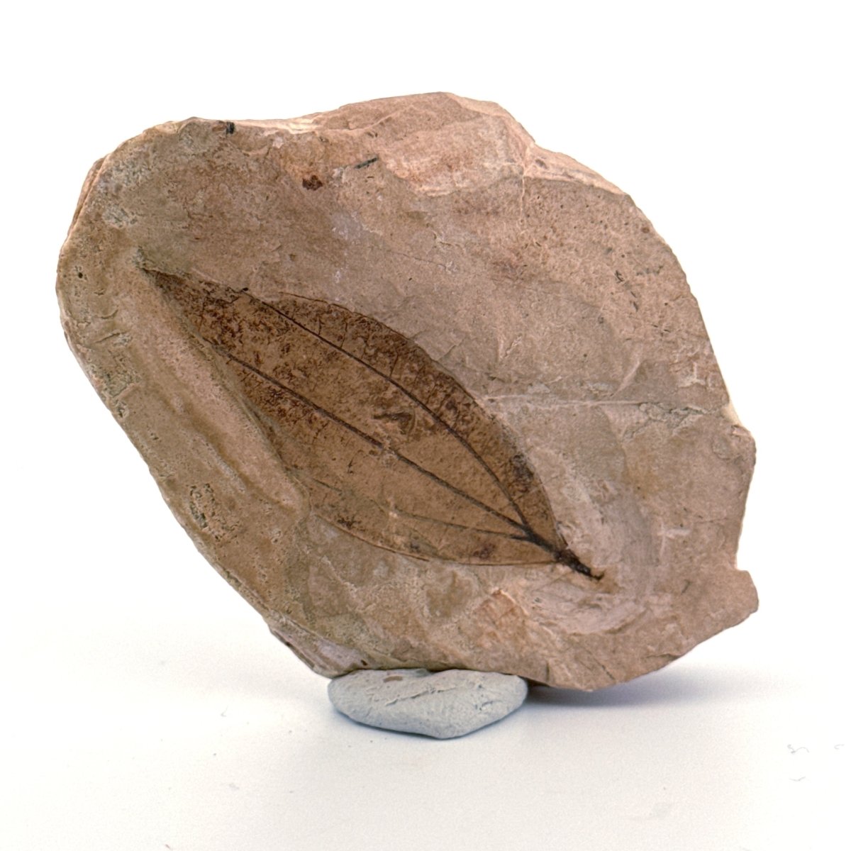 Fossil Leaf from Saint - Maime (1.90") from France, Oligocene - FossilsAndMore