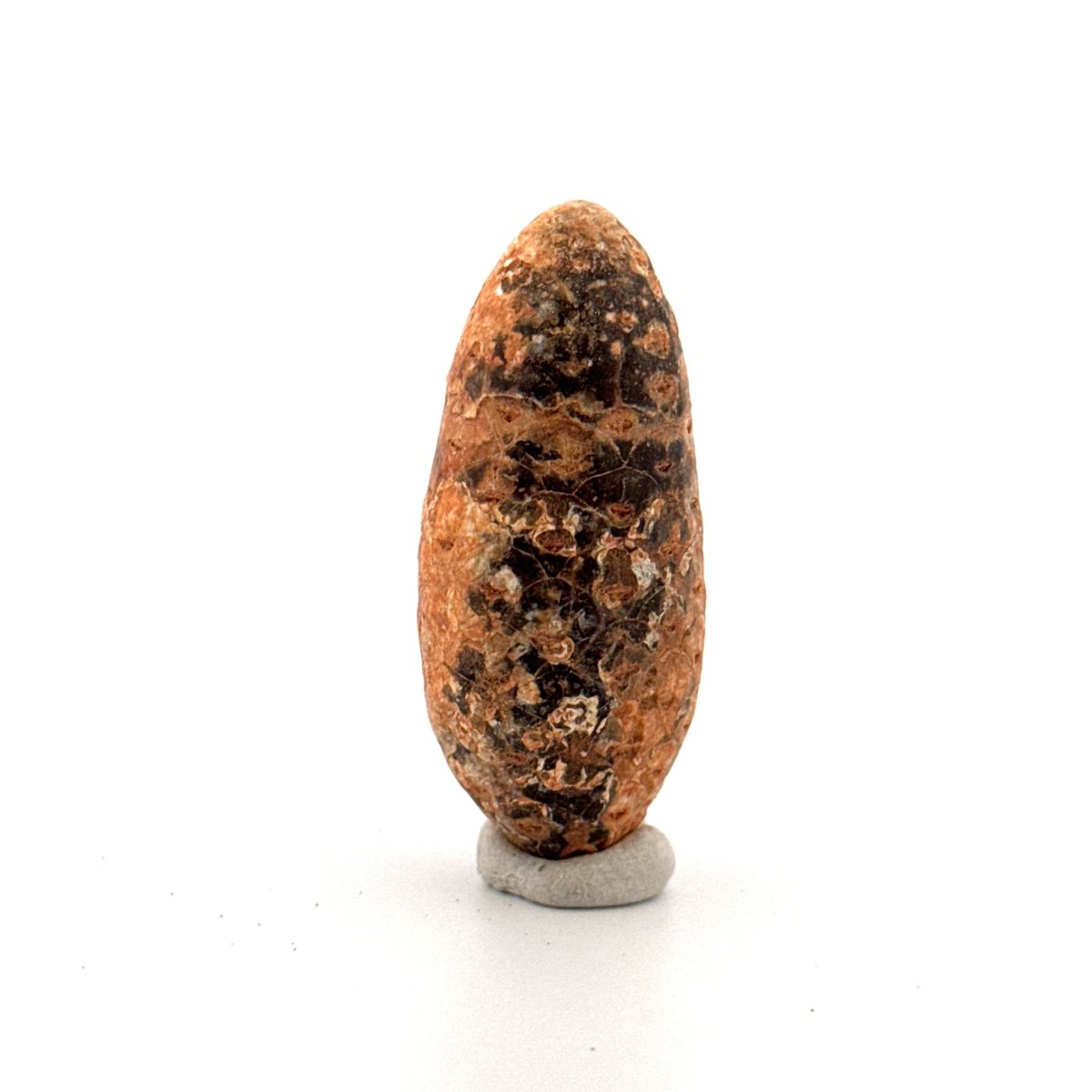 Fossil Pine Cone (2.01") - Eocene plant fossil, Morocco - FossilsAndMore