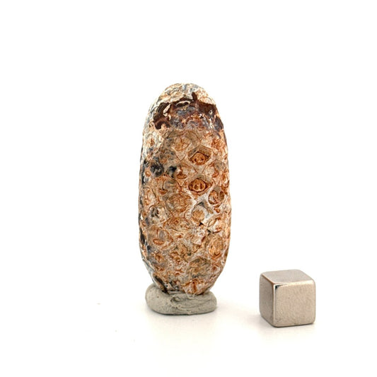 Fossil Pine Cone, Equicalastrobus chinlea (1.97") - Eocene plant fossil from Morocco - FossilsAndMore