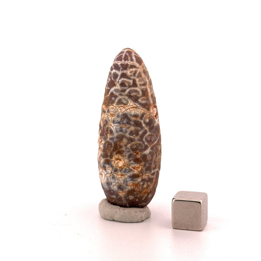 Fossil Pine Cone, Equicalastrobus chinlea (2.14") - Eocene plant fossil from Morocco - FossilsAndMore