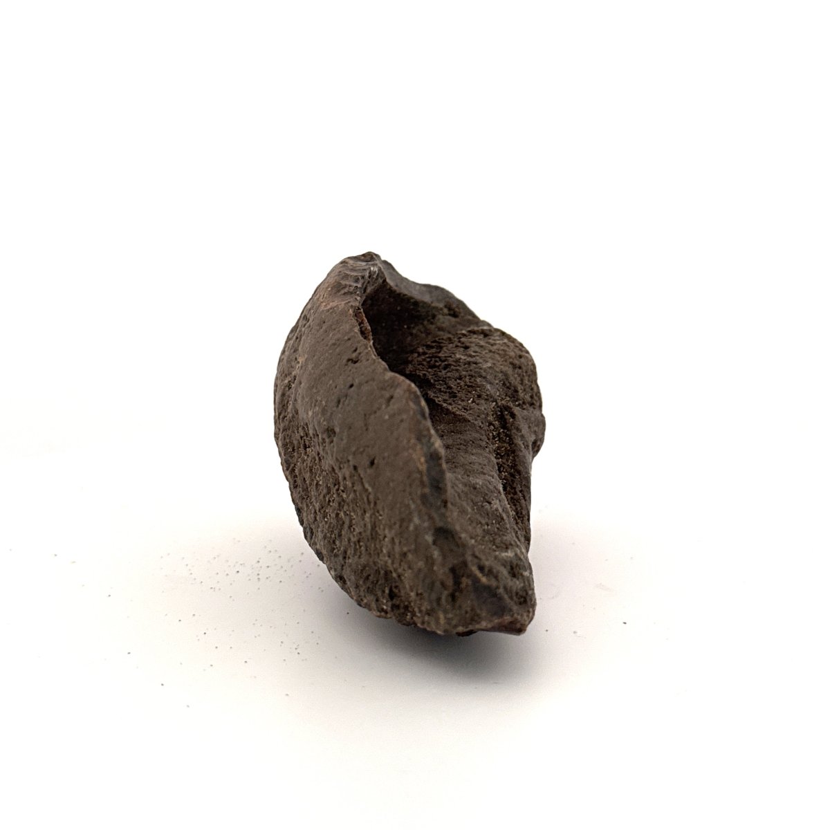 Fossil Whale Ear Bone (3.16") from Antwerp Region, Miocene Cetacean Tympanic Bulla - FossilsAndMore