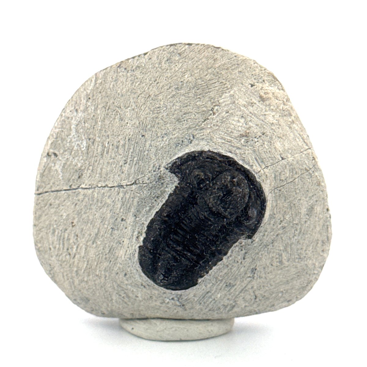 Gerastos granulosus Devonian Trilobite Fossil from Morocco (A016) - FossilsAndMore