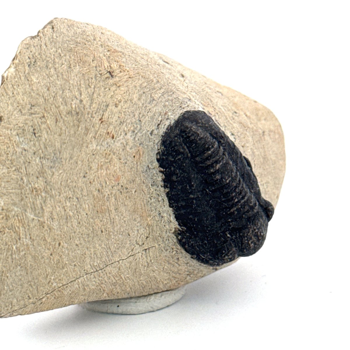 Gerastos granulosus Devonian Trilobite Fossil from Morocco (A017) - FossilsAndMore