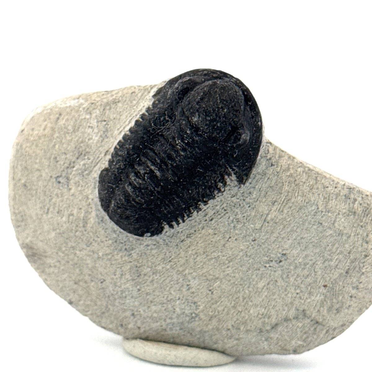 Gerastos granulosus Devonian Trilobite Fossil from Morocco (A018) - FossilsAndMore