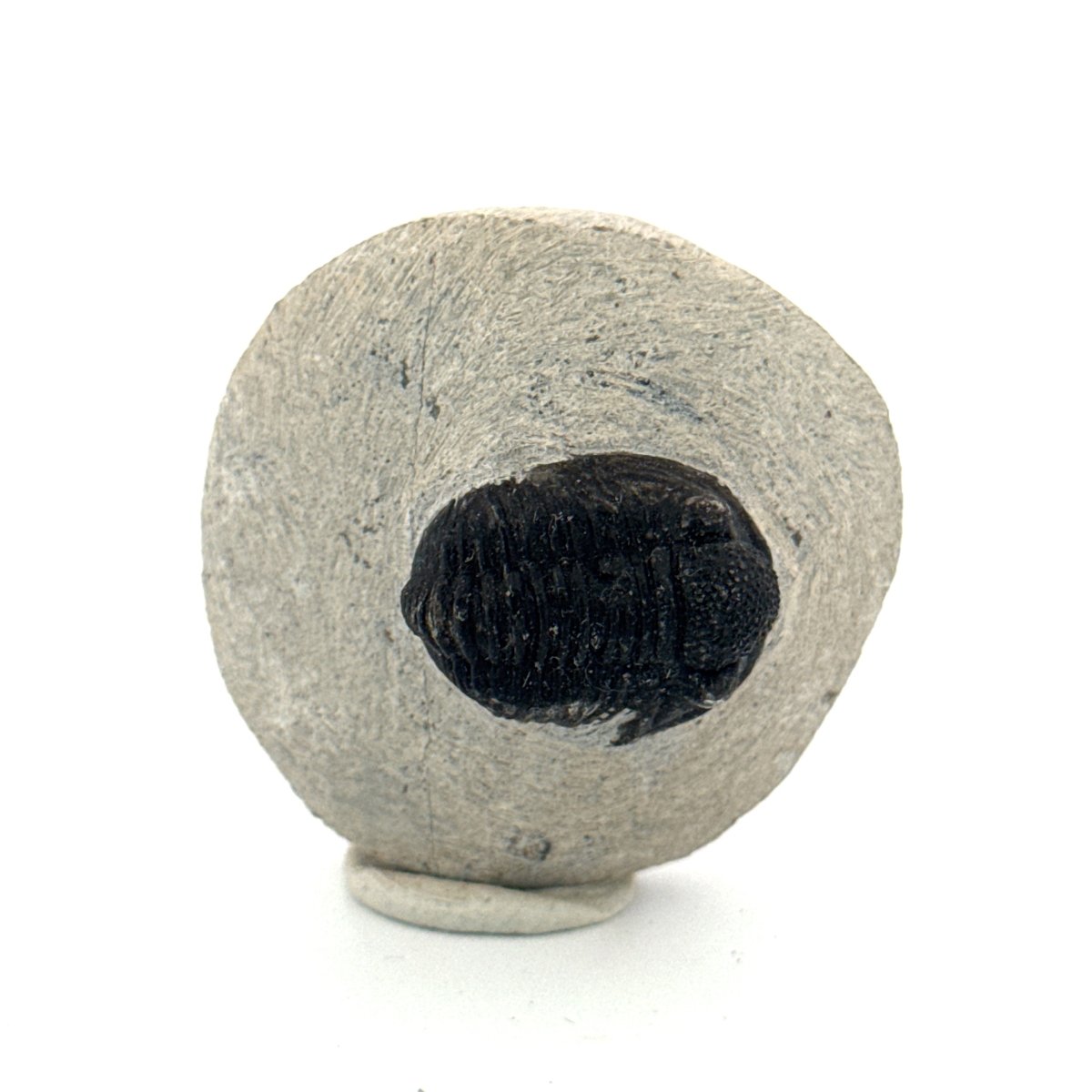 Gerastos granulosus Devonian Trilobite Fossil from Morocco (A019) - FossilsAndMore