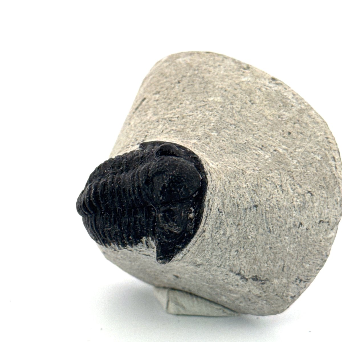 Gerastos granulosus Devonian Trilobite Fossil from Morocco (A020) - FossilsAndMore