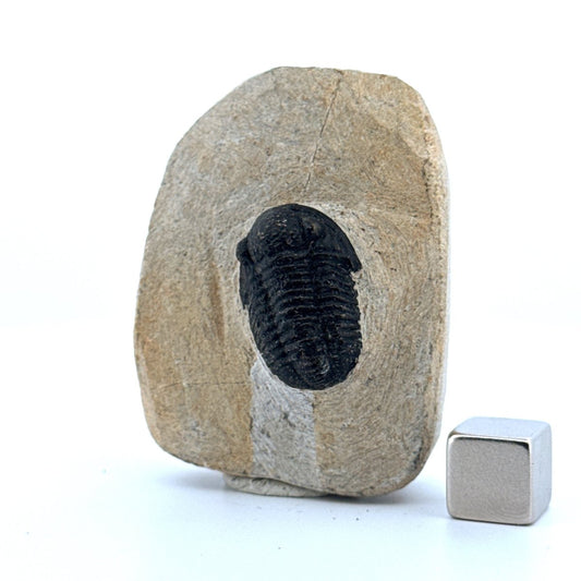 Gerastos granulosus Devonian Trilobite Fossil from Morocco (A025) - FossilsAndMore