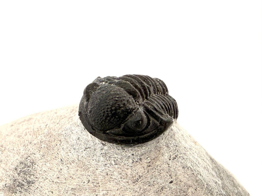 Gerastos granulosus Devonian Trilobite Fossil from Morocco (S01) - FossilsAndMore