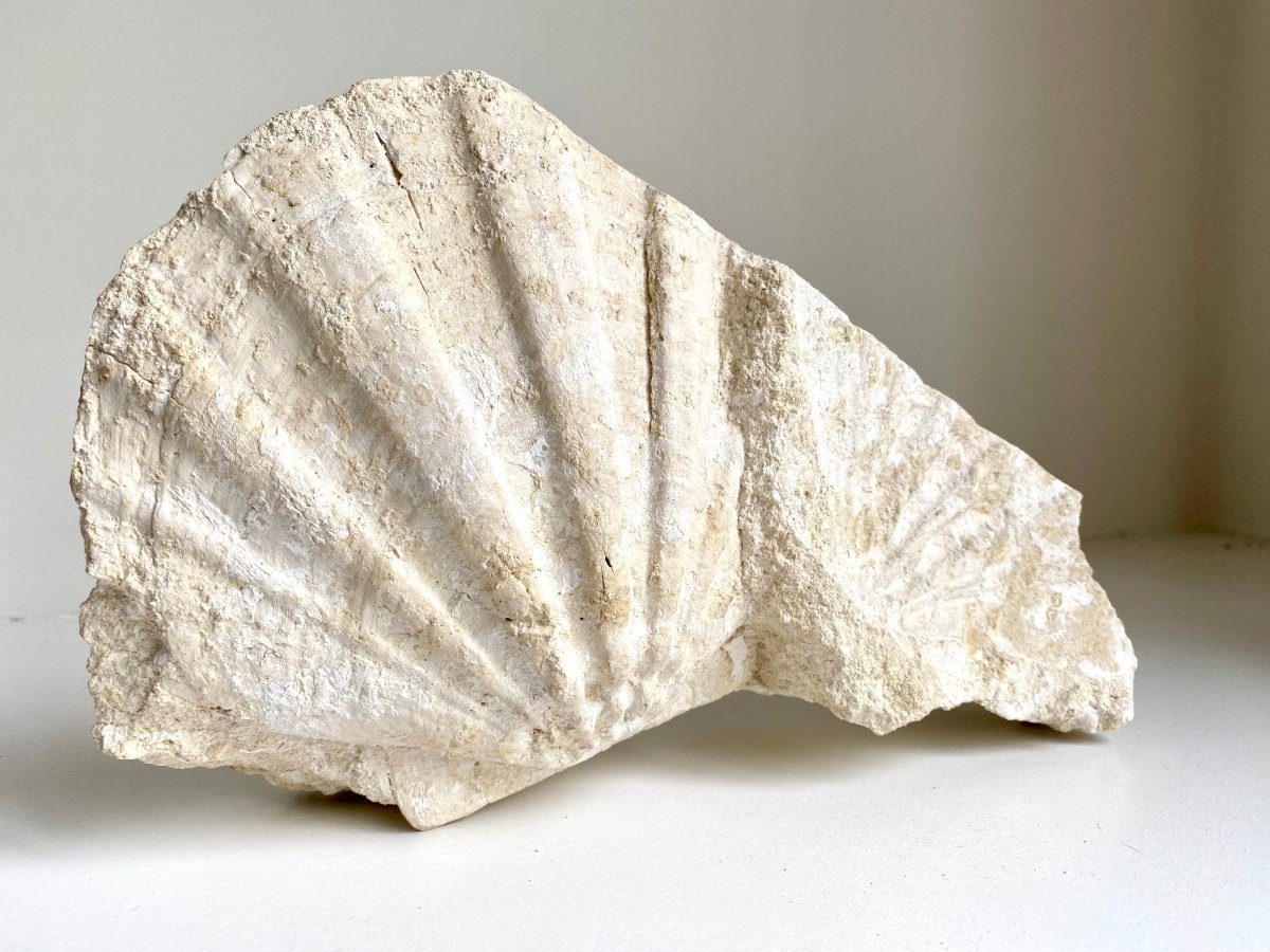 Gigantopecten Fossil Shell – Miocene Period, France (5.50"), 1400 Grams - FossilsAndMore