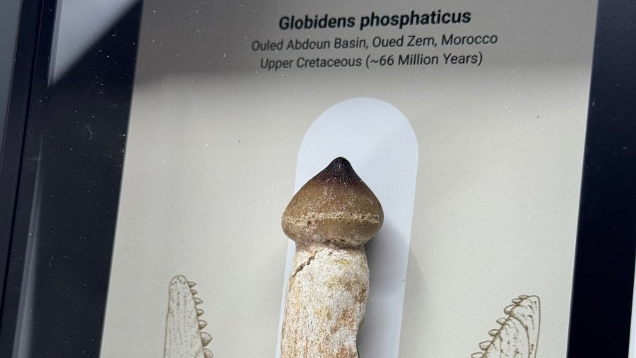 Globidens phosphaticus (mosasaur species) Rooted Tooth in Large Deep Box Frame - FossilsAndMore