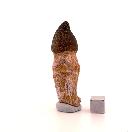 Globidens phosphaticus tooth with natural root from Cretaceous, Morocco (2.37") - FossilsAndMore