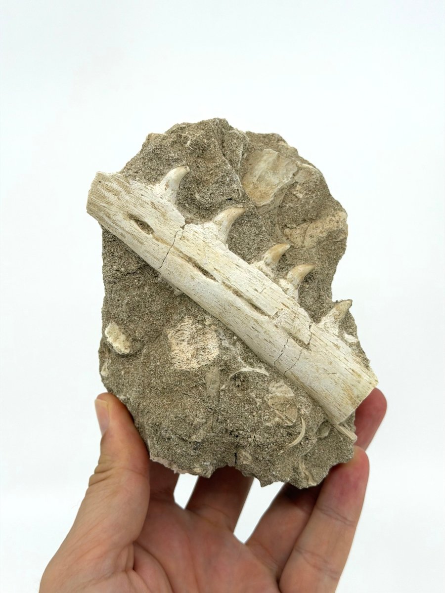 Halisaurus Arambourgi Jaw Fragment with 5 Teeth on Matrix – Morocco - FossilsAndMore