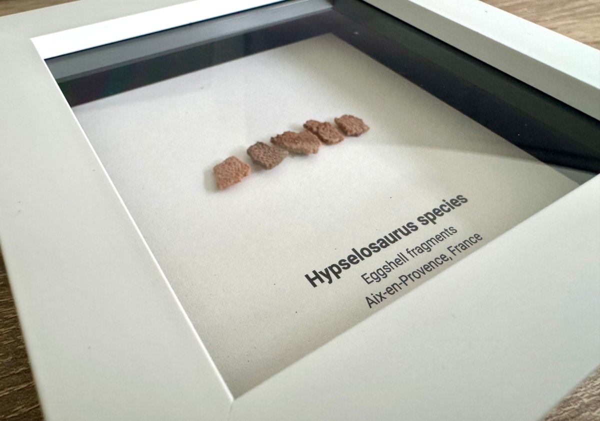 Hypselosaurus priscus eggshell fragments (5 pieces) from France in Decorative Deep Box Frame - FossilsAndMore