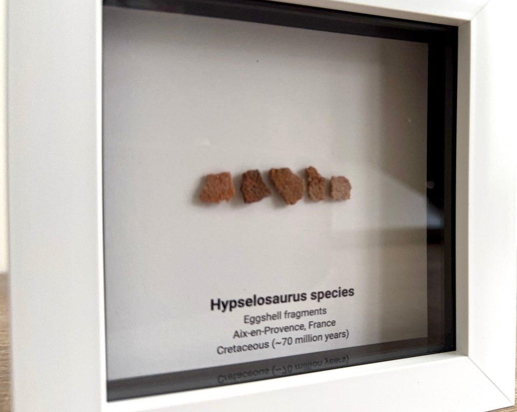 Hypselosaurus priscus eggshell fragments (5 pieces) from France in Decorative Deep Box Frame - FossilsAndMore