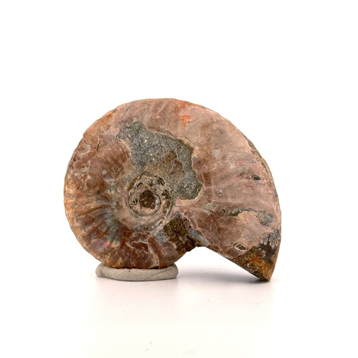 Iridescent Ammonite fossil from Cretaceous, Madagascar | 2.66" - FossilsAndMore