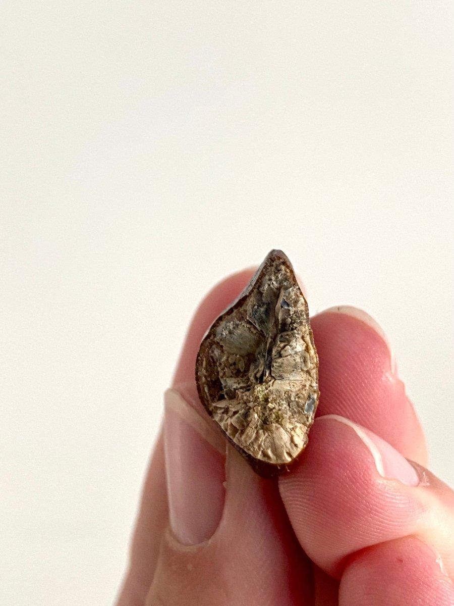 Jobaria Tiguidensis Fossil Tooth (0.99") – Sauropod Dinosaur, Jurassic, Niger - FossilsAndMore