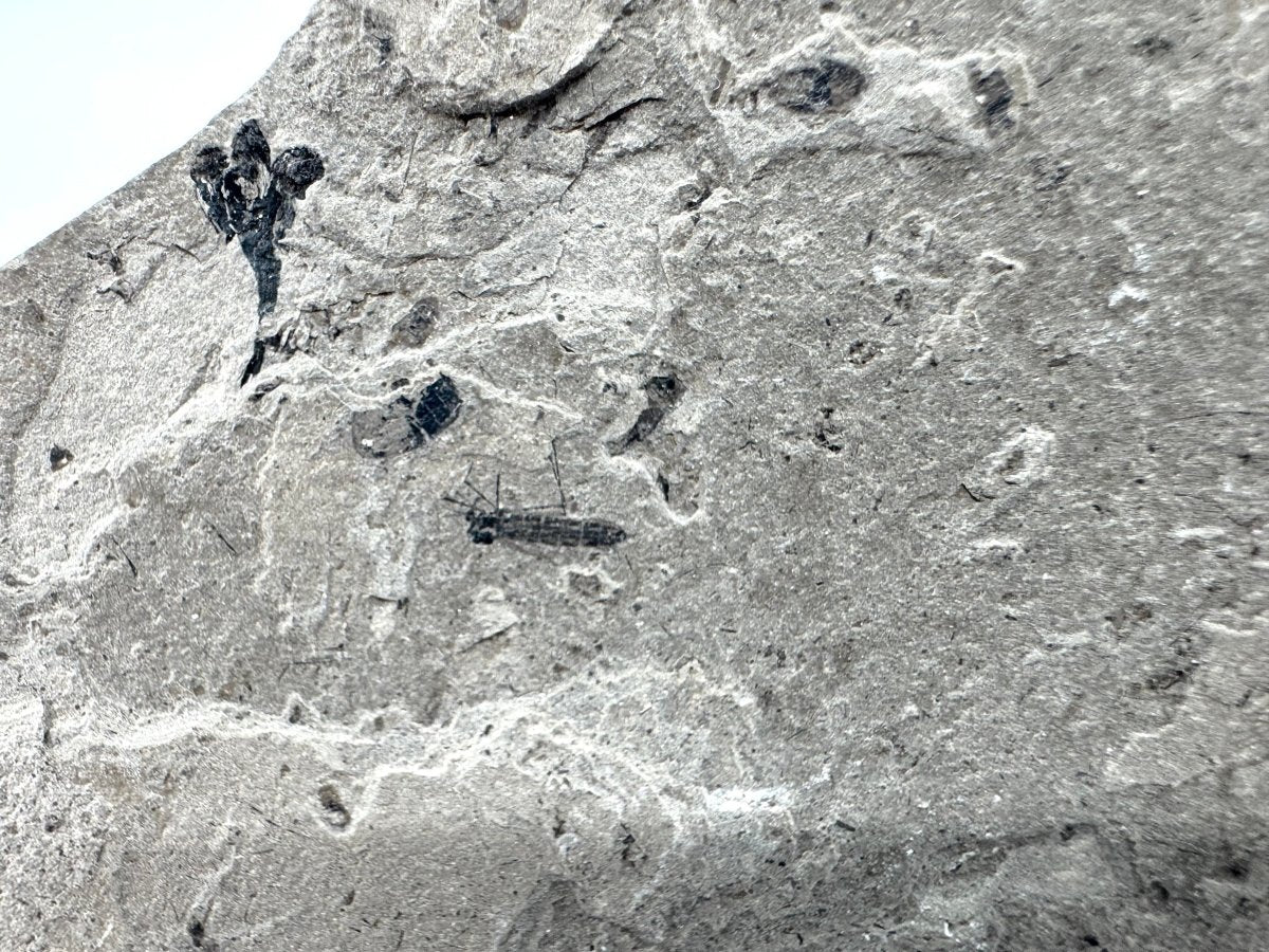 Jurassic Insect Fossil from Daohugou Biota, Inner Mongolia, China (0.29") - FossilsAndMore